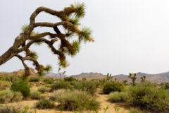 Joshua Tree National Park, 2020