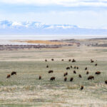 Antelope Island, SLC, 2021