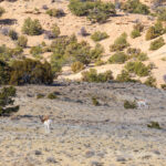 McKay Flats, San Rafael Swell, Utah, 2021