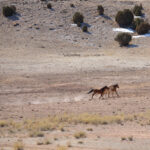 McKay Flats, San Rafael Swell, Utah, 2021