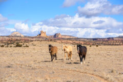McKay Flats, San Rafael Swell, Utah, 2021