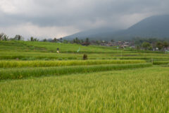 rice terrace, bali, 2023