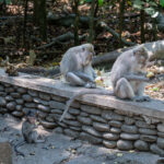 Monkey Forest, Ubud, Bali, 2023