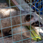 Luwak, Bali, 2023