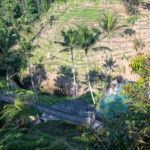 Agro Swing, Bali, 2023