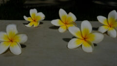 Frangipani, Bali, 2025