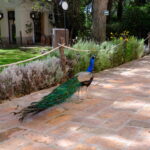 Femme Nue, Jalisco, Mexico, 2026