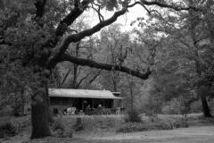 Creek Nixie, Healdsburg, 2026